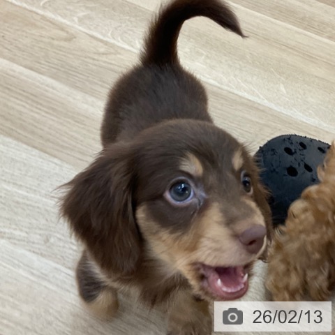 長野県のミニチュアダックスフンド(ロング) (ペットプラス 上田店/2025年12月6日生まれ/男の子/チョコレートタン)の子犬の4枚目の画像