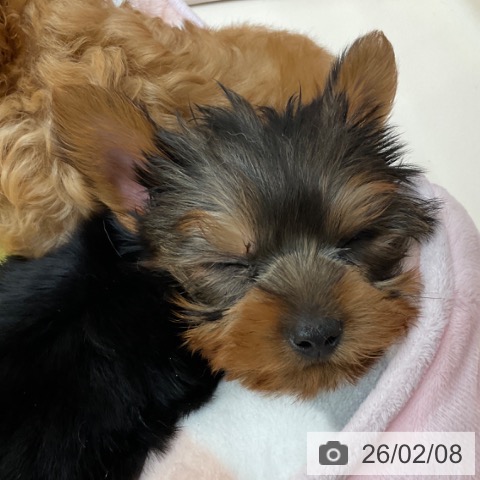 ヨークシャー・テリアの写真