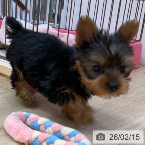 長野県のヨークシャーテリア (ペットプラス 上田店/2025年12月6日生まれ/男の子/スチールブルータン)の子犬の4枚目の画像