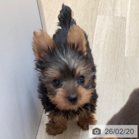 長野県のヨークシャーテリア (ペットプラス 上田店/2025年12月6日生まれ/男の子/スチールブルータン)の子犬の4枚目の画像