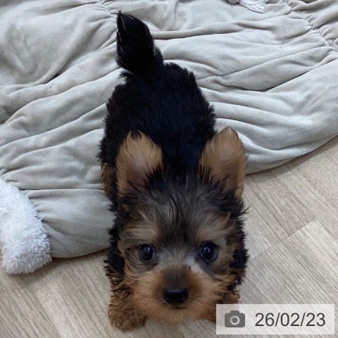 長野県のヨークシャーテリア (ペットプラス 上田店/2025年12月6日生まれ/男の子/スチールブルータン)の子犬の4枚目の画像