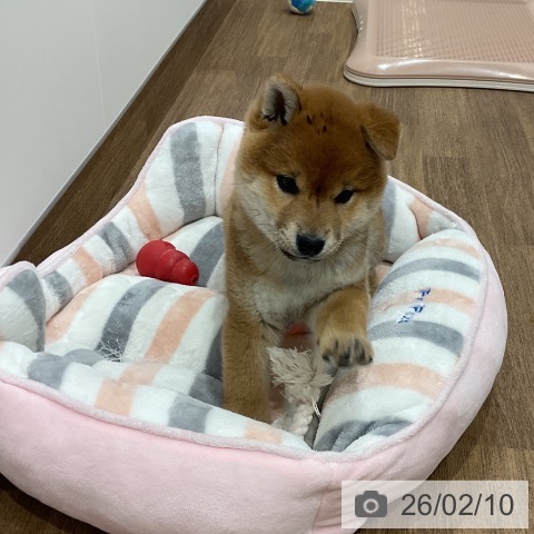 埼玉県の柴犬(標準サイズ) (ペッツワン 吉川美南店/2025年12月6日生まれ/女の子/赤)の子犬の3枚目の画像