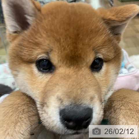 埼玉県の柴犬(標準サイズ) (ペッツワン 吉川美南店/2025年12月6日生まれ/女の子/赤)の子犬の3枚目の画像