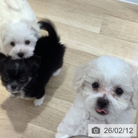 長野県のビションフリーゼ (ペットプラス 長野店/2025年12月7日生まれ/男の子/ホワイト)の子犬の4枚目の画像