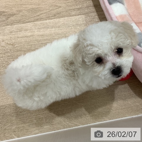 ビション・フリーゼの写真