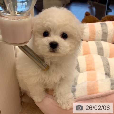 ビション・フリーゼの写真