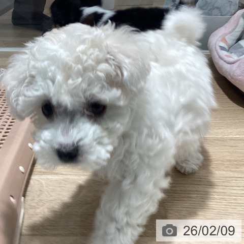 茨城県のビションフリーゼ (ペットプラス つくば店/2025年12月7日生まれ/女の子/ホワイト)の子犬の4枚目の画像