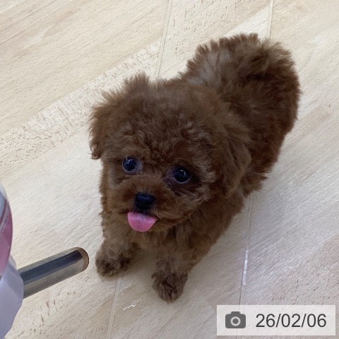 埼玉県のトイプードル(トイ) (ペットプラス 羽生店/2025年12月8日生まれ/女の子/レッド)の子犬の4枚目の画像