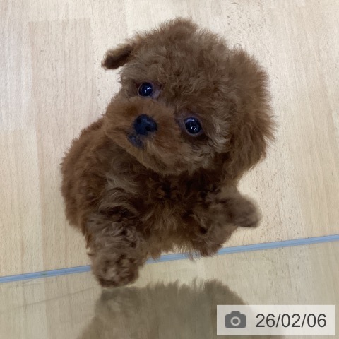 埼玉県のトイプードル(トイ) (ペットプラス 羽生店/2025年12月8日生まれ/女の子/レッド)の子犬の3枚目の画像