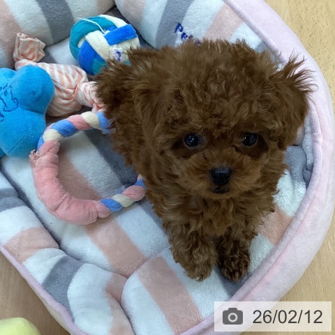 埼玉県のトイプードル(トイ) (ペットプラス 羽生店/2025年12月8日生まれ/女の子/レッド)の子犬の4枚目の画像