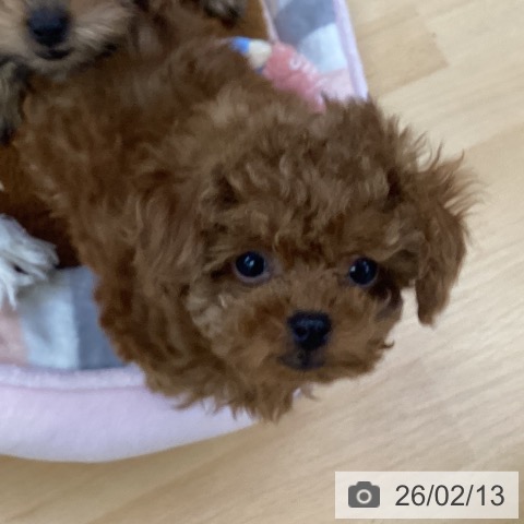 埼玉県のトイプードル(トイ) (ペットプラス 羽生店/2025年12月8日生まれ/女の子/レッド)の子犬の3枚目の画像