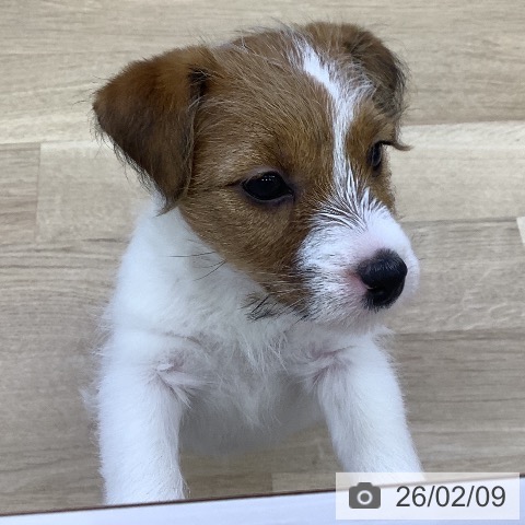 山梨県のジャックラッセルテリア (ペットプラス 甲府昭和店/2025年12月8日生まれ/女の子/ホワイトタン)の子犬の4枚目の画像