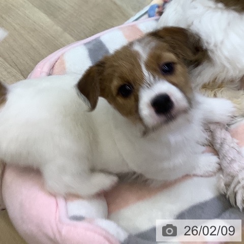 山梨県のジャックラッセルテリア (ペットプラス 甲府昭和店/2025年12月8日生まれ/女の子/ホワイトタン)の子犬の3枚目の画像