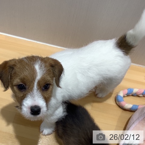 山梨県のジャックラッセルテリア (ペットプラス 甲府昭和店/2025年12月8日生まれ/女の子/ホワイトタン)の子犬の3枚目の画像