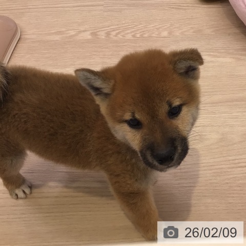 東京都の柴犬(標準サイズ) (ペットプラス 多摩平の森店/2025年12月7日生まれ/男の子/赤)の子犬の4枚目の画像