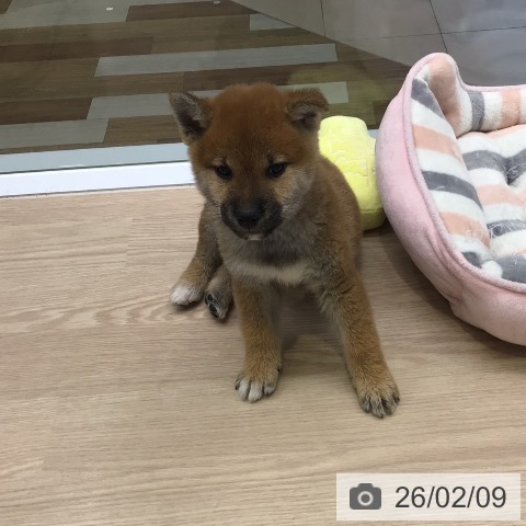 東京都の柴犬(標準サイズ) (ペットプラス 多摩平の森店/2025年12月7日生まれ/男の子/赤)の子犬の3枚目の画像