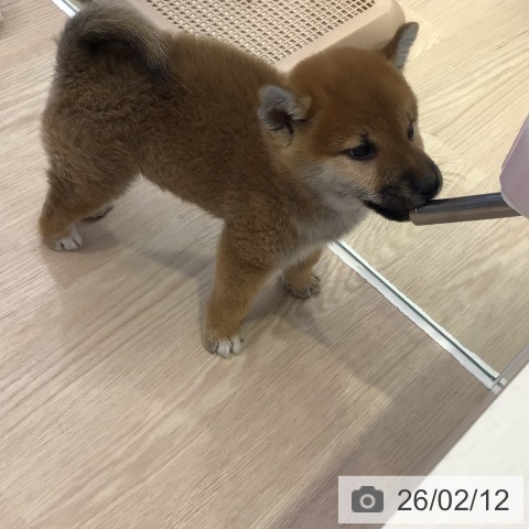 東京都の柴犬(標準サイズ) (ペットプラス 多摩平の森店/2025年12月7日生まれ/男の子/赤)の子犬の3枚目の画像