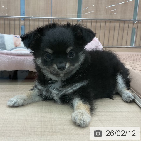 東京都のチワワ(ロング) (ペッツワン 南砂町SUNAMO店/2025年12月7日生まれ/男の子/ブラックタンホワイト)の子犬の3枚目の画像