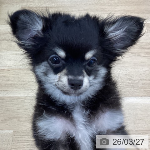 神奈川県のチワワ(ロング) (ペットプラス 相模原並木店/2025年12月7日生まれ/男の子/ブラックタンホワイト)の子犬の4枚目の画像