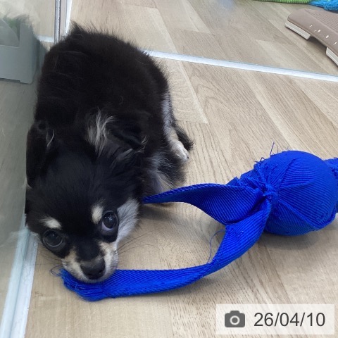 神奈川県のチワワ(ロング) (ペットプラス 相模原並木店/2025年12月7日生まれ/男の子/ブラックタンホワイト)の子犬の4枚目の画像