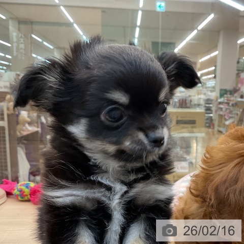 東京都のチワワ(ロング) (ペッツワン 南砂町SUNAMO店/2025年12月7日生まれ/男の子/ブラックタンホワイト)の子犬の3枚目の画像