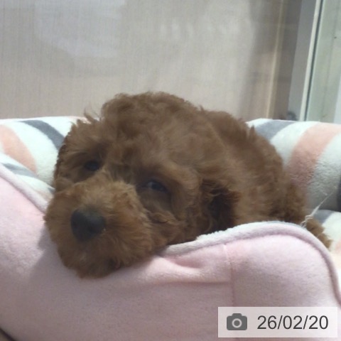 神奈川県のトイプードル(トイ) (ペットプラス 海老名店/2025年12月3日生まれ/女の子/レッド)の子犬の4枚目の画像