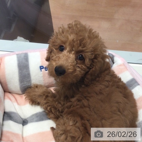 神奈川県のトイプードル(トイ) (ペットプラス 海老名店/2025年12月3日生まれ/女の子/レッド)の子犬の3枚目の画像