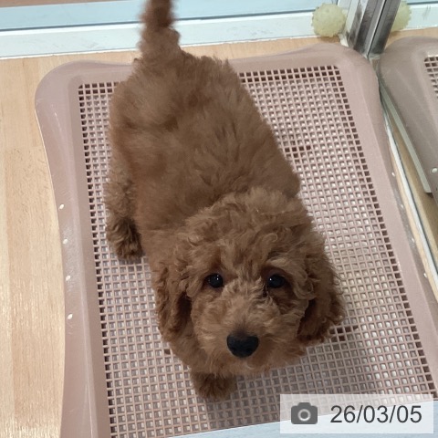 神奈川県のトイプードル(トイ) (ペットプラス 海老名店/2025年12月3日生まれ/女の子/レッド)の子犬の3枚目の画像