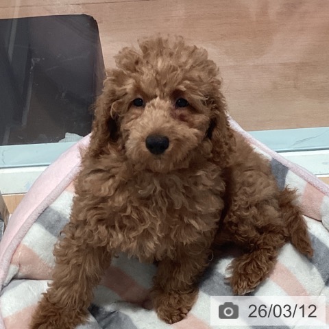 神奈川県のトイプードル(トイ) (ペットプラス 海老名店/2025年12月3日生まれ/女の子/レッド)の子犬の3枚目の画像