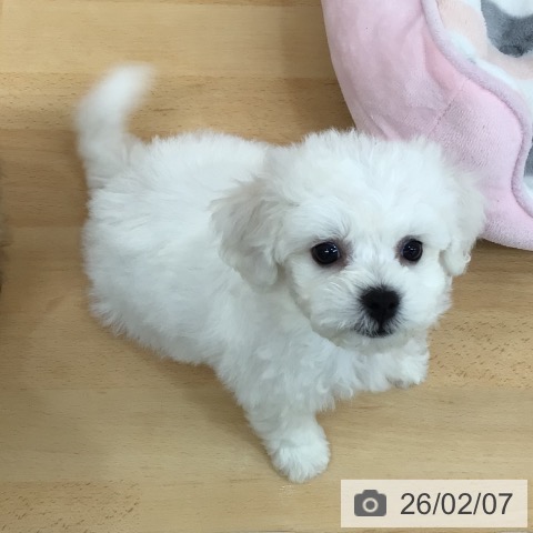 ビション・フリーゼの写真