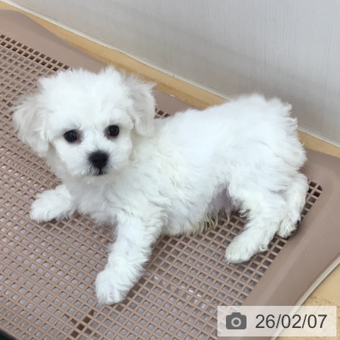 ビション・フリーゼの写真