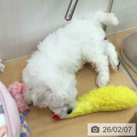 ビション・フリーゼの写真