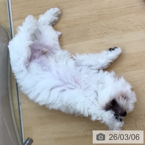 青森県のビションフリーゼ (ペットプラス 青森浜田店/2025年12月8日生まれ/男の子/ホワイト)の子犬の4枚目の画像
