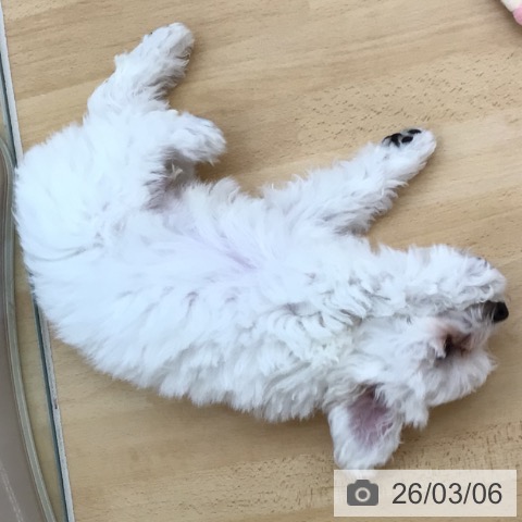 青森県のビションフリーゼ (ペットプラス 青森浜田店/2025年12月8日生まれ/男の子/ホワイト)の子犬の3枚目の画像