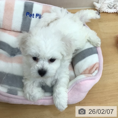 青森県のビションフリーゼ (ペットプラス 青森浜田店/2025年12月8日生まれ/男の子/ホワイト)の子犬の4枚目の画像