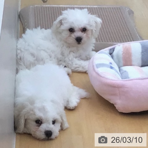 青森県のビションフリーゼ (ペットプラス 青森浜田店/2025年12月8日生まれ/男の子/ホワイト)の子犬の3枚目の画像