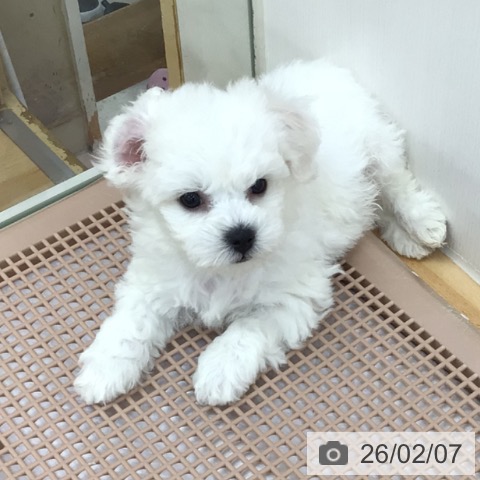 青森県のビションフリーゼ (ペットプラス 青森浜田店/2025年12月8日生まれ/男の子/ホワイト)の子犬の3枚目の画像