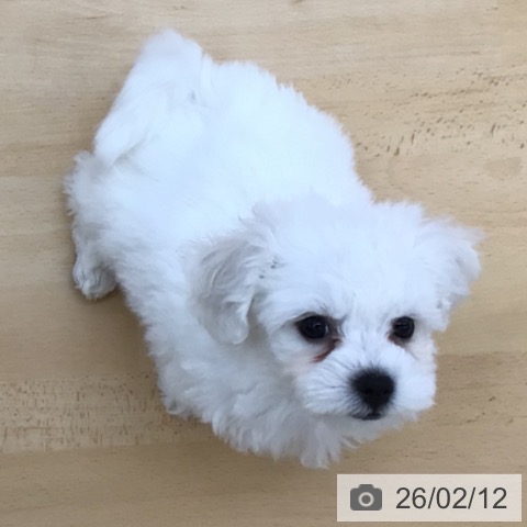 青森県のビションフリーゼ (ペットプラス 青森浜田店/2025年12月8日生まれ/男の子/ホワイト)の子犬の3枚目の画像