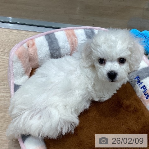 ビション・フリーゼの写真