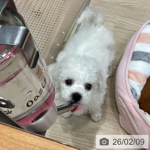 ビション・フリーゼの写真