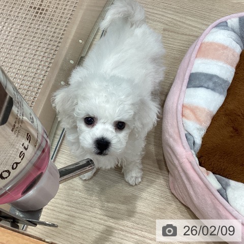 ビション・フリーゼの写真