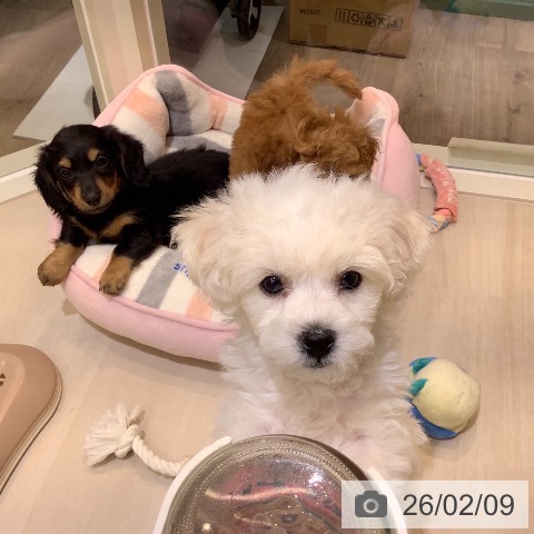 ビション・フリーゼの写真