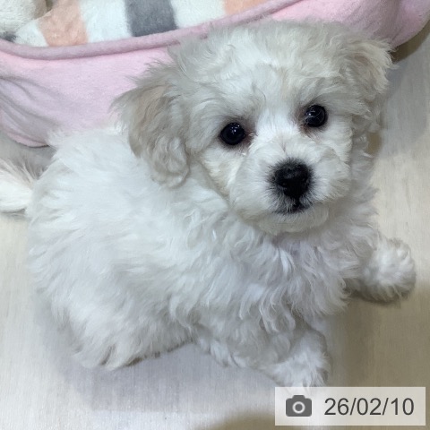 ビション・フリーゼの写真