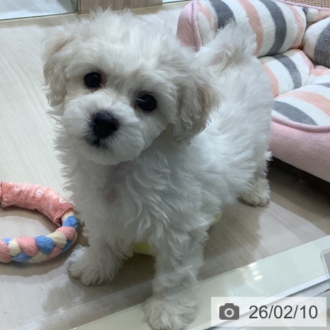 ビション・フリーゼの写真