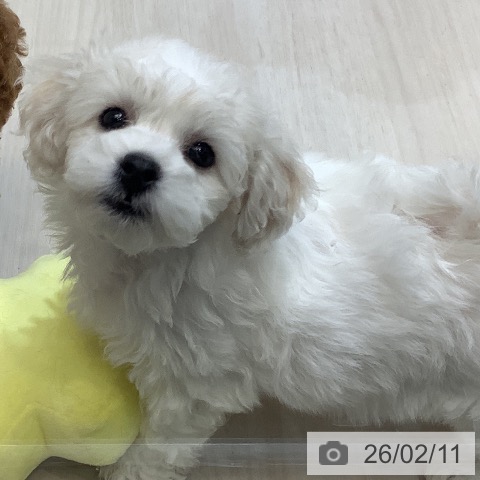 ビション・フリーゼの写真