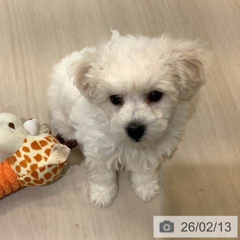 ビション・フリーゼの写真