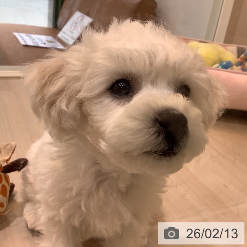 ビション・フリーゼの写真