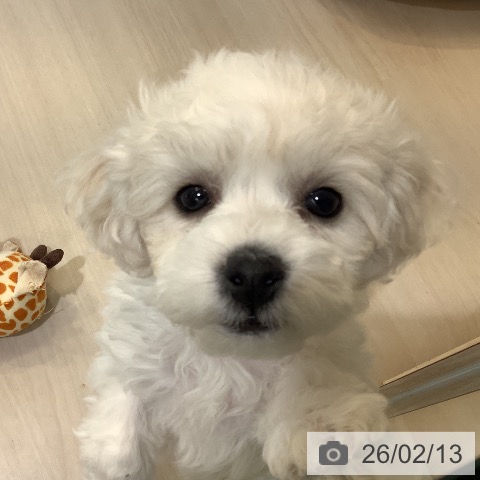 ビション・フリーゼの写真