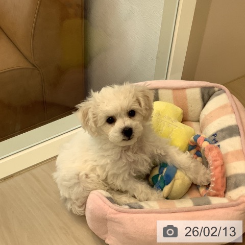 ビション・フリーゼの写真