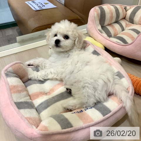 ビション・フリーゼの写真